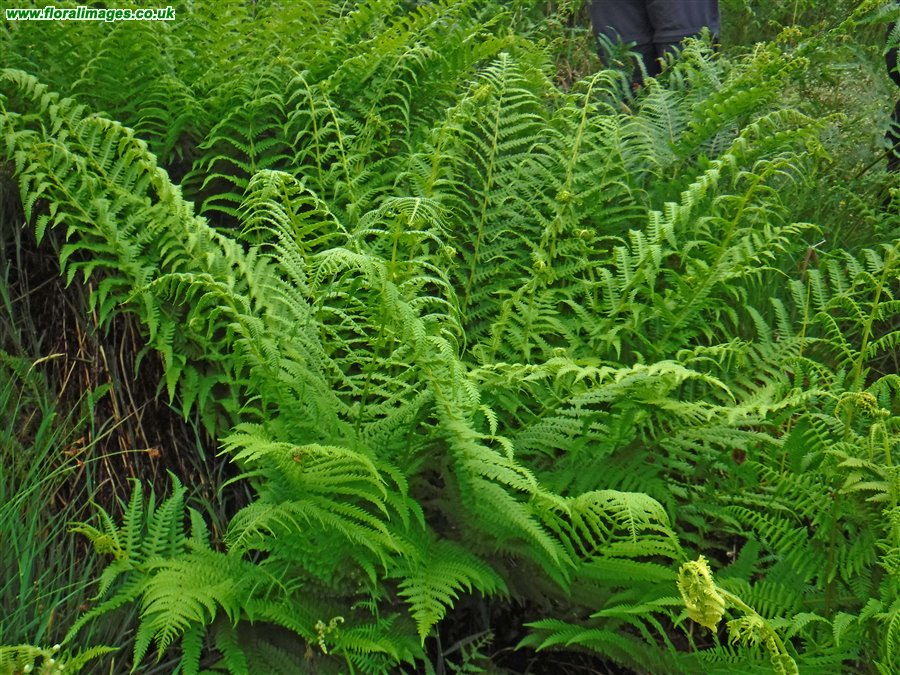 Oreopteris limbosperma