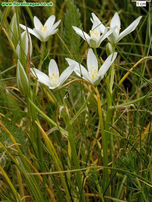 Ornithogalum umbellatum