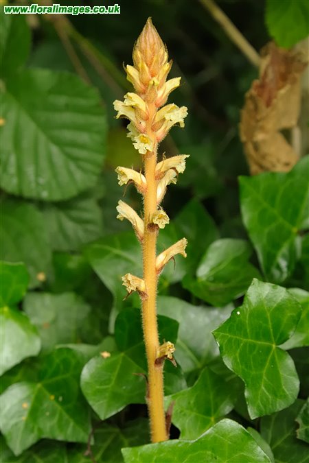 Orobanche hederae