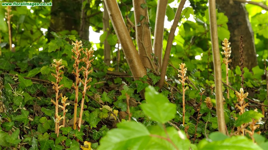 Orobanche hederae