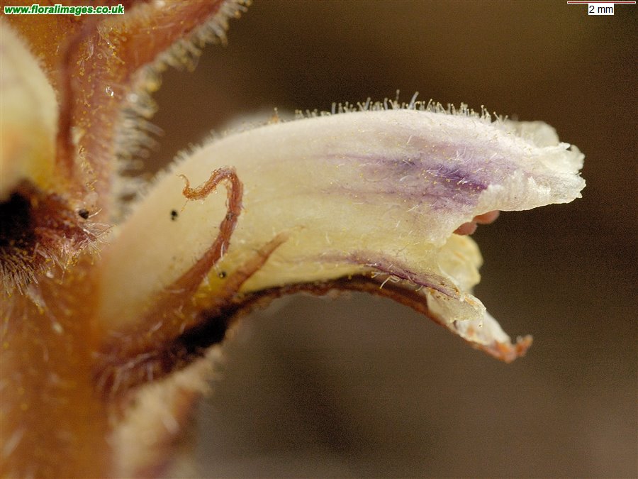 Orobanche minor