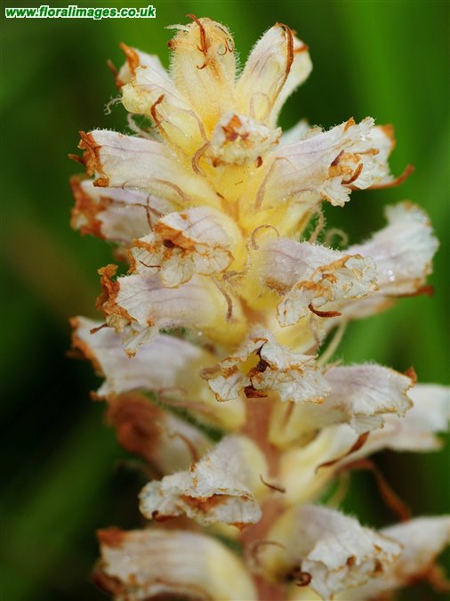 Orobanche picridis