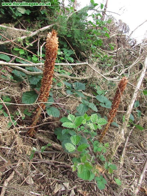Orobanche rapum-genistae