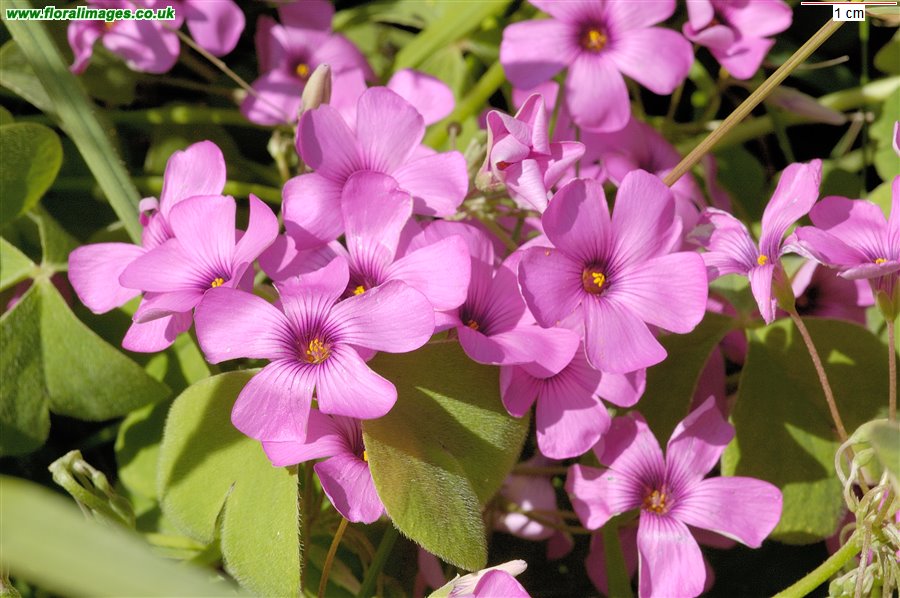 Oxalis articulata