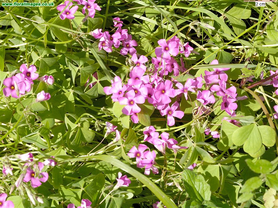 Oxalis articulata