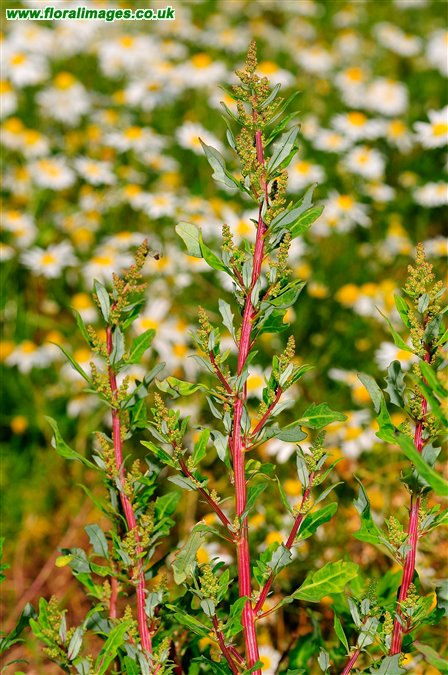 Oxybasis glauca