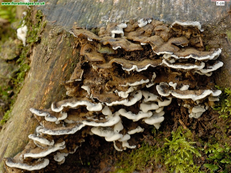 Oxyporus populinus