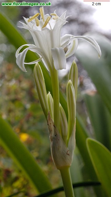 Pancratium maritimum