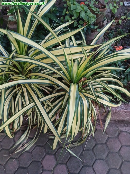 Pandanus tectorius