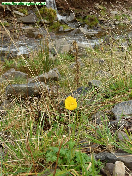 Papaver cambricum