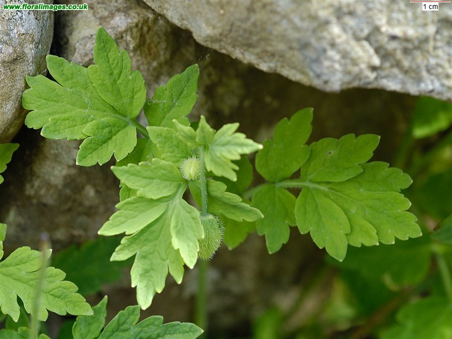 Papaver cambricum