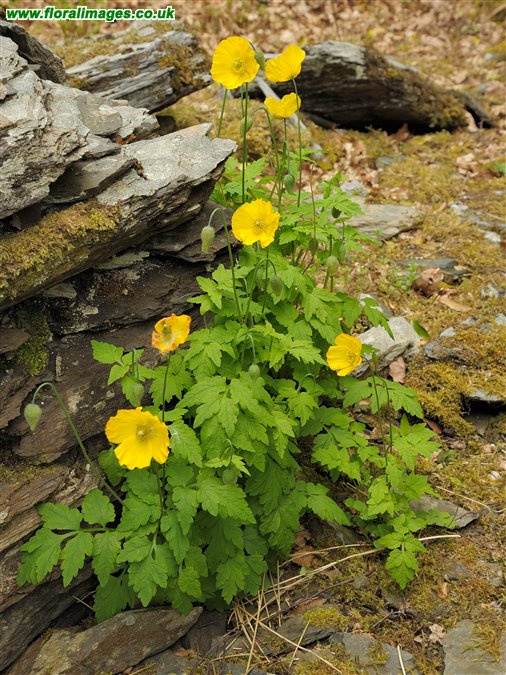 Papaver cambricum