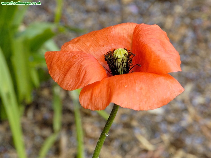 Papaver dubium