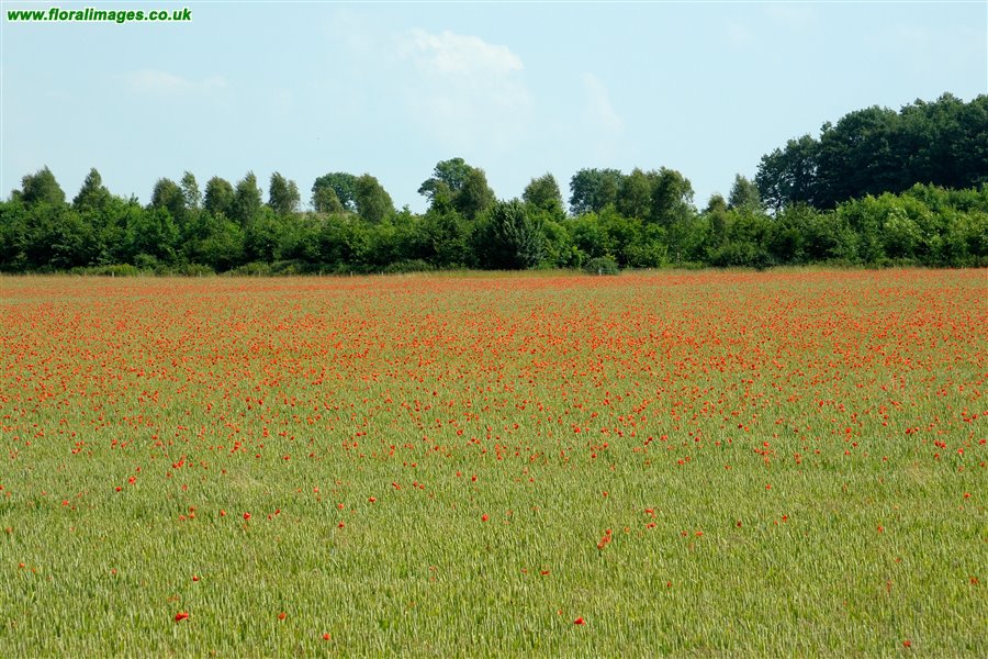 Papaver rhoeas