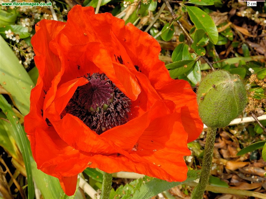 Papaver setiferum