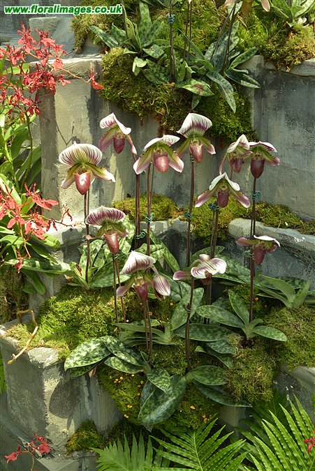 Paphiopedilum callosum