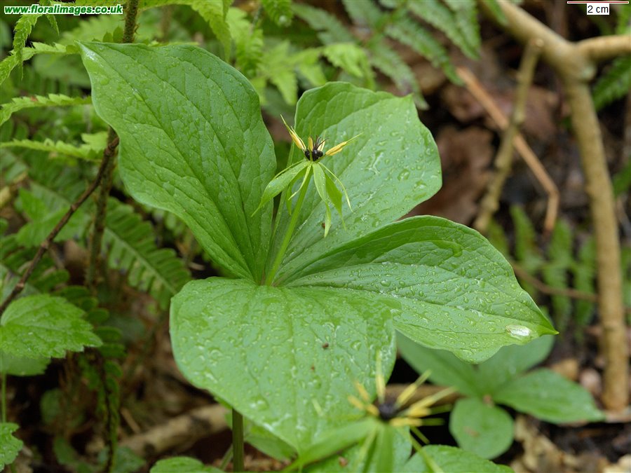 Paris quadrifolia
