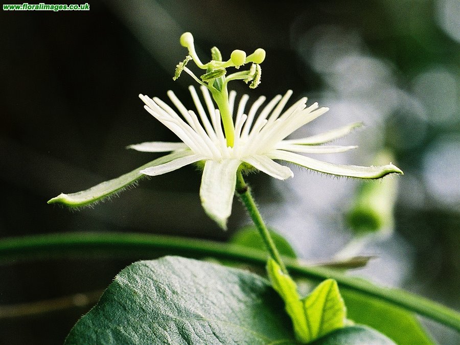 Passiflora capsularis