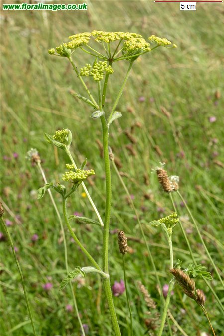 Pastinaca sativa