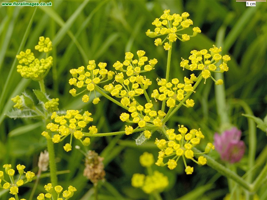 Pastinaca sativa