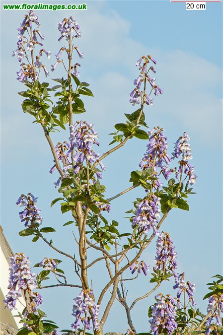 Paulownia tomentosa