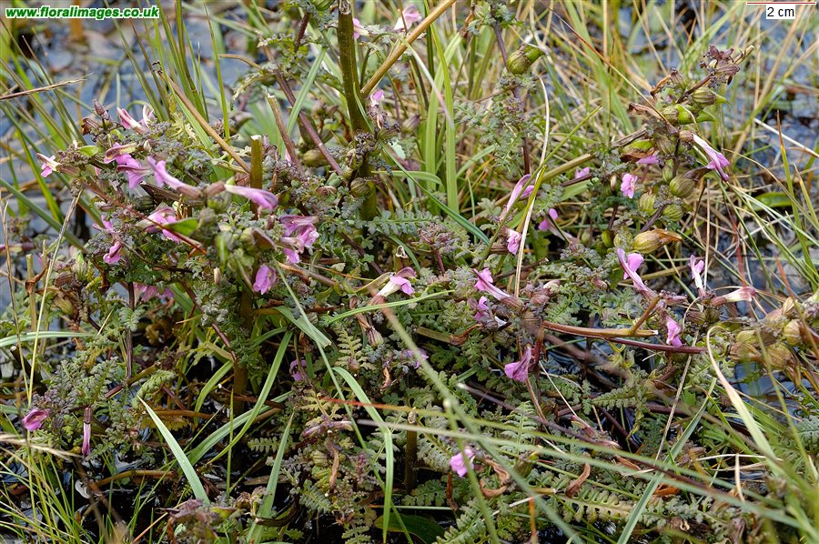 Pedicularis palustris