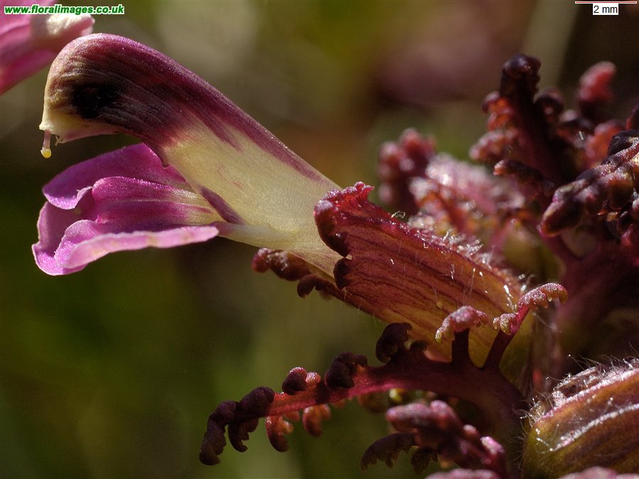 Pedicularis palustris