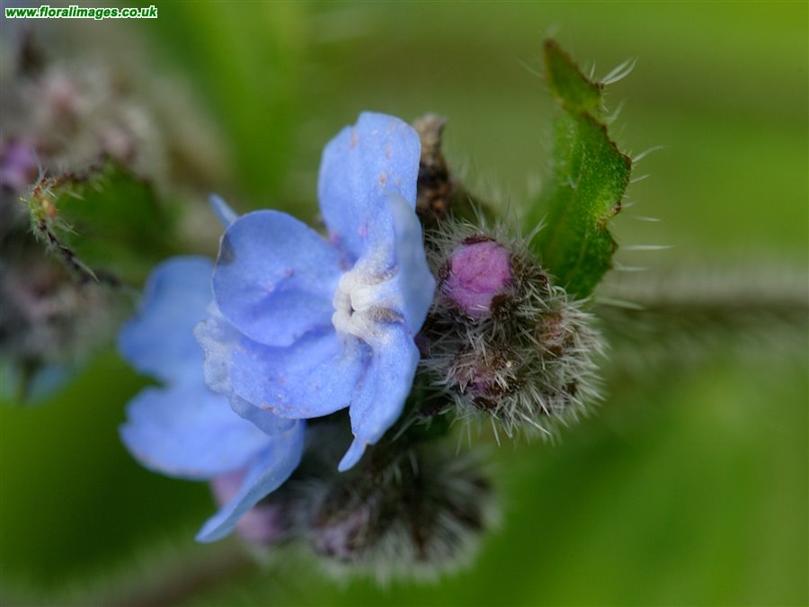 Pentaglottis sempervirens