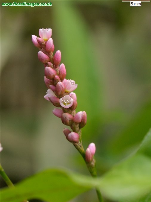 Persicaria maculosa