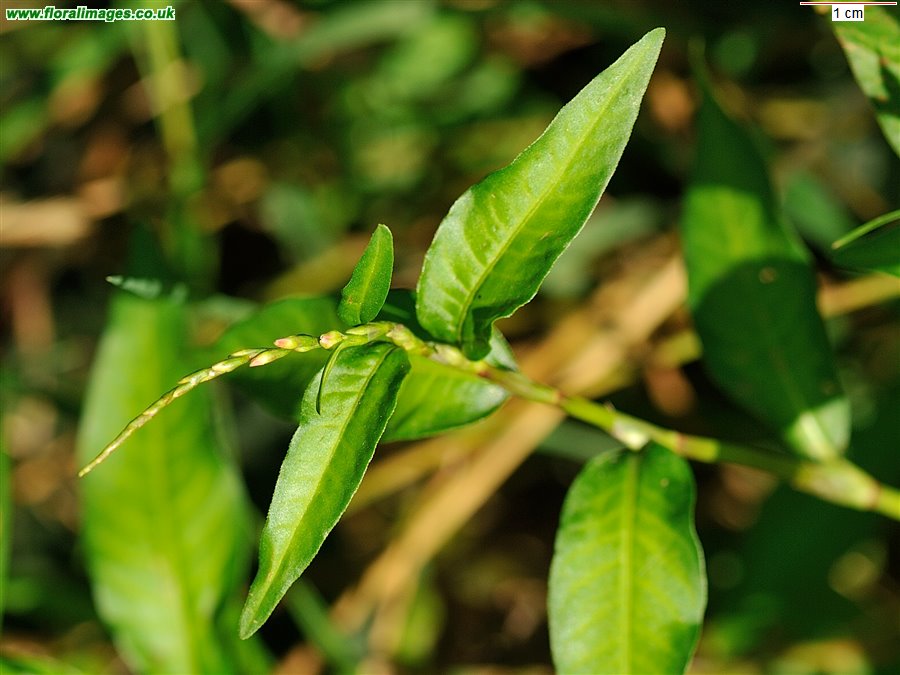 Persicaria mitis