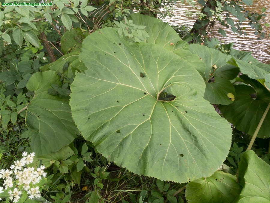 Petasites japonicus, picture 19 of 20