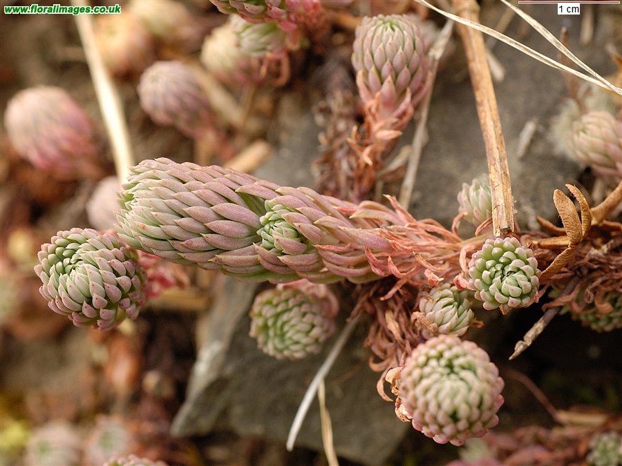 Petrosedum forsterianum
