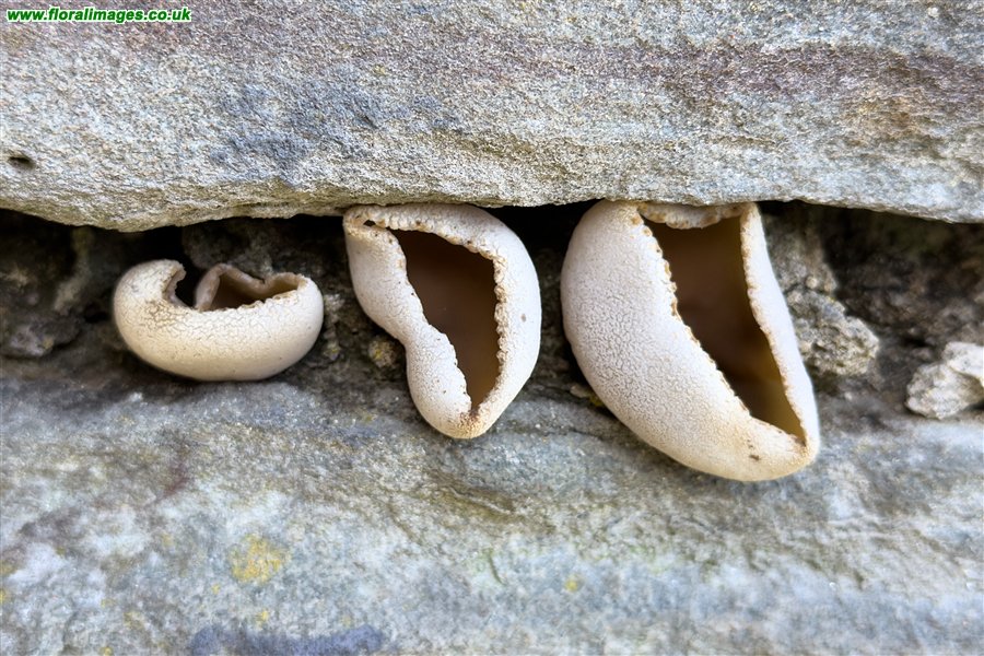 Peziza spp.