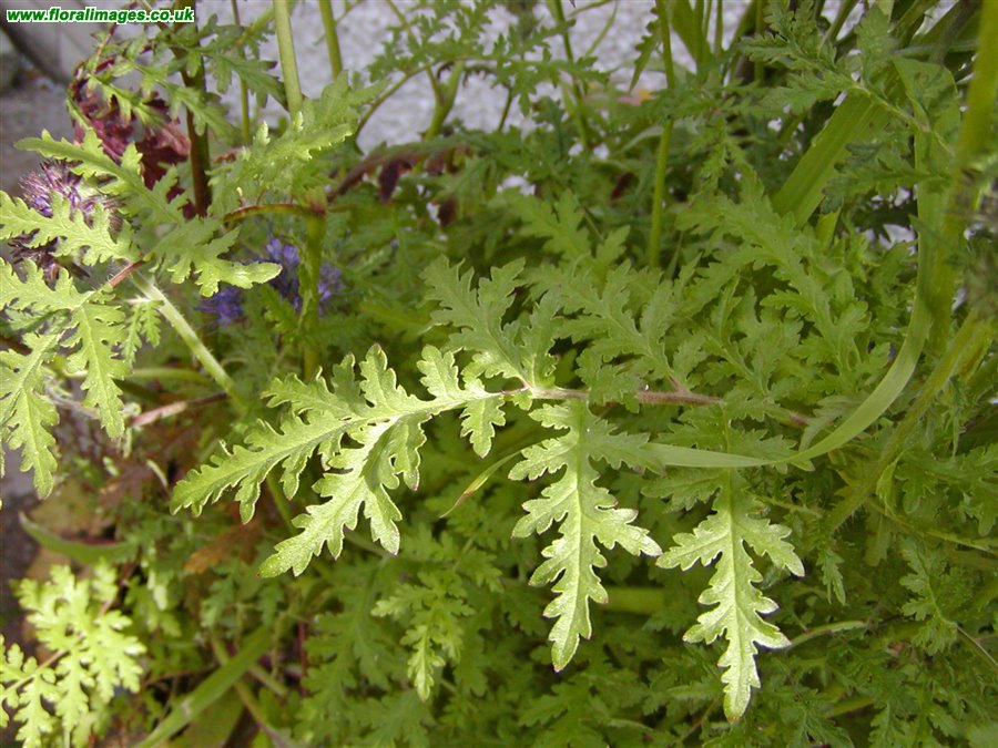 Phacelia tanacetifolia