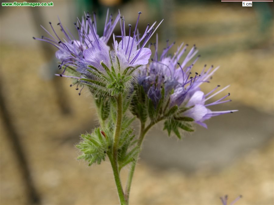 Phacelia tanacetifolia