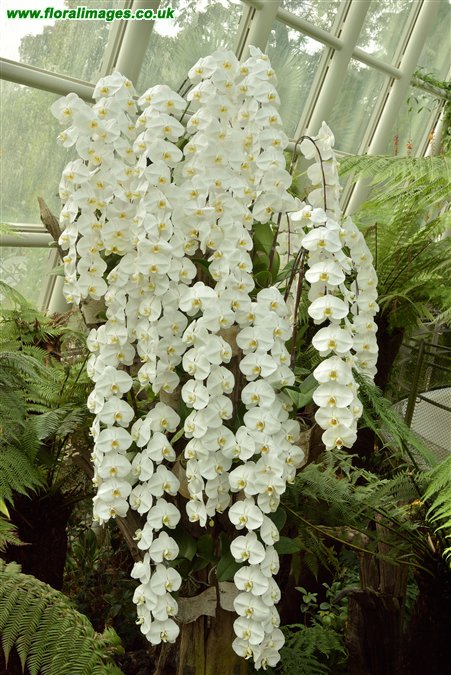 Phalaenopsis amabilis