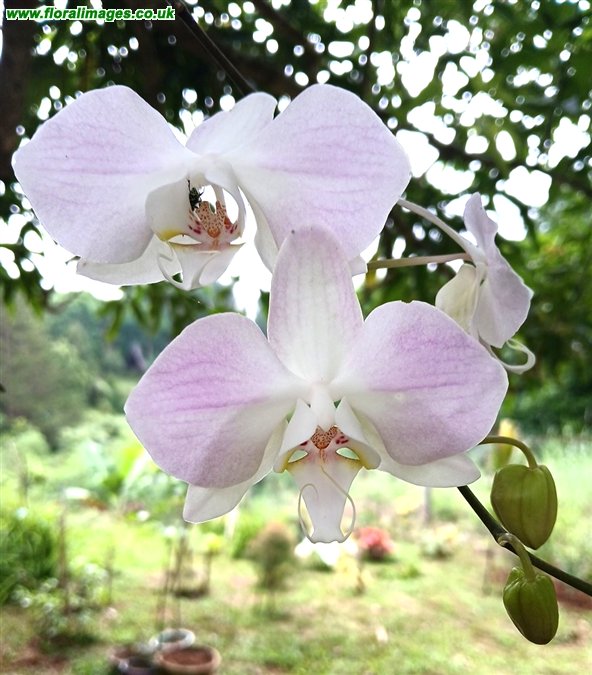Phalaenopsis amabilis
