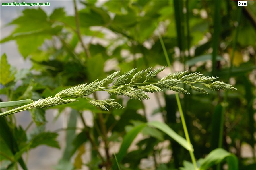 Phalaris arundinacea