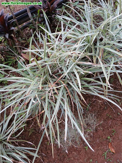 Phalaris arundinacea