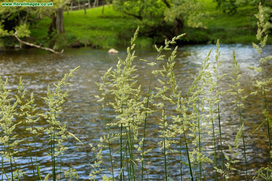 Phalaris arundinacea