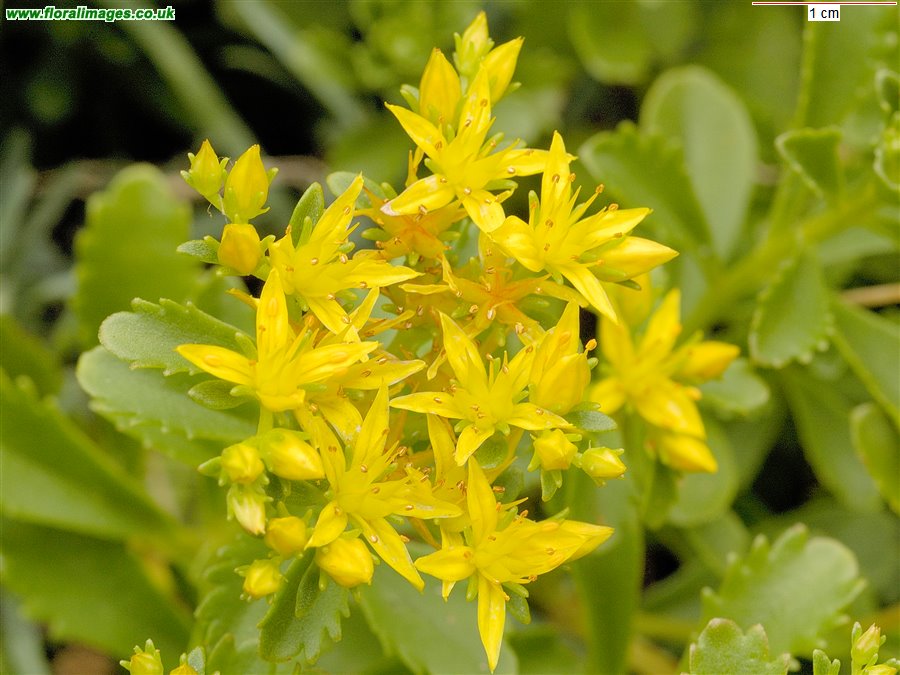 Phedimus kamtschaticus