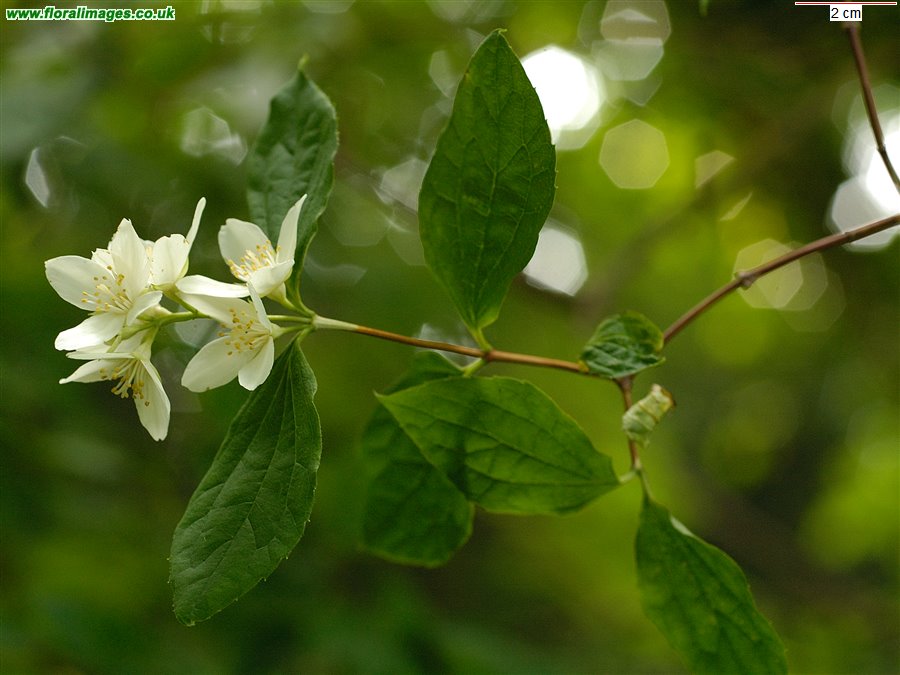Philadelphus coronarius