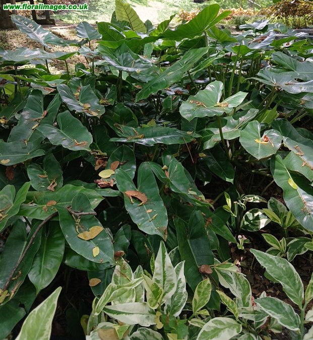 Philodendron burle-marxii