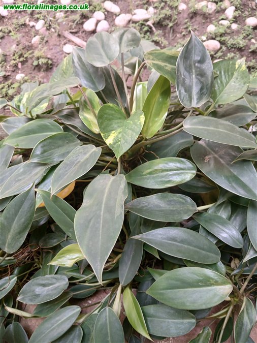 Philodendron martianum