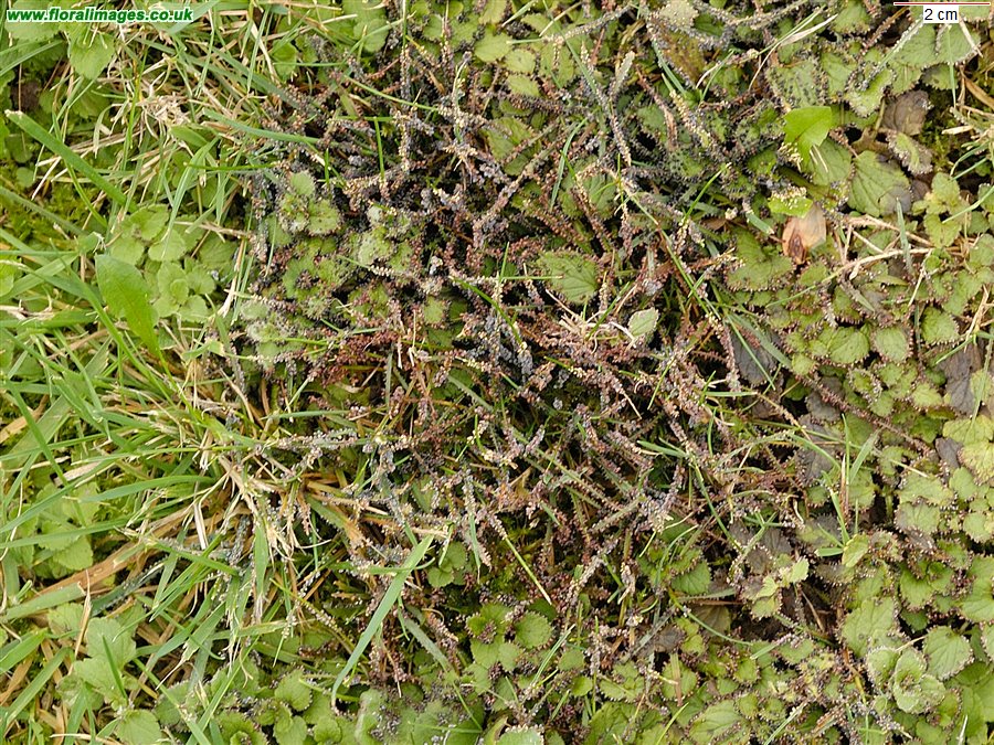 Physarum ?