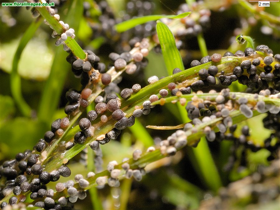 Physarum cinereum