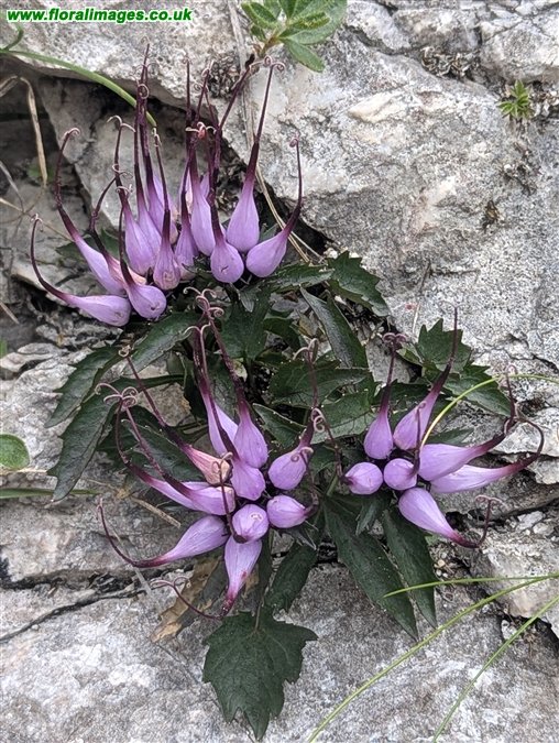 Physoplexis comosa