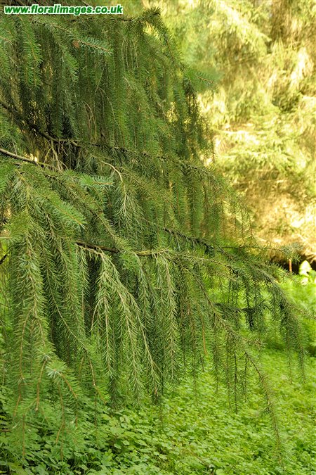 Picea breweriana