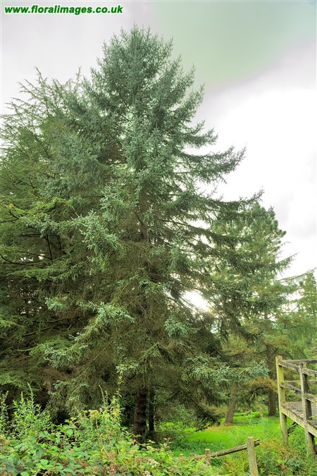 Picea koyamai
