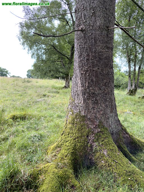 Picea sitchensis